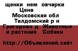 щенки  нем. овчарки  › Цена ­ 10 000 - Московская обл., Талдомский р-н, Григорово д. Животные и растения » Собаки   